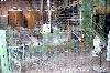 FLEISSNER Conveyor Oven - Model N0045/30 - 144" wide,